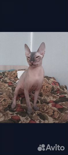 Канадский сфинкс