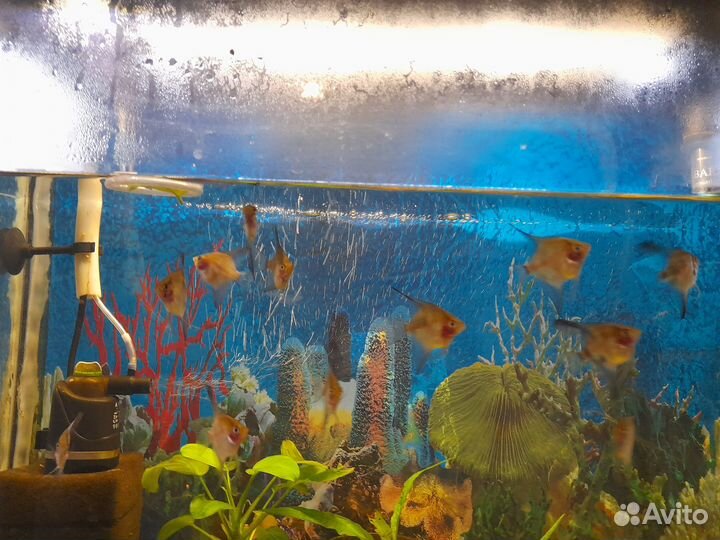 Продам рыбок (скалярии)