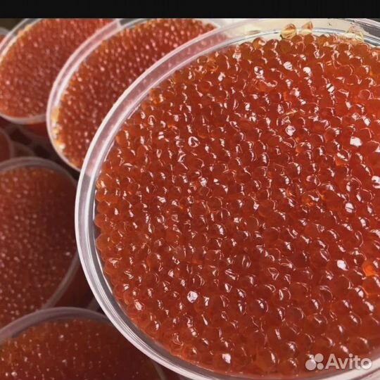 Икра улов 2023