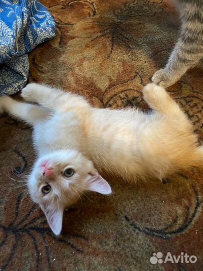 Котята в добрые руки бесплатно