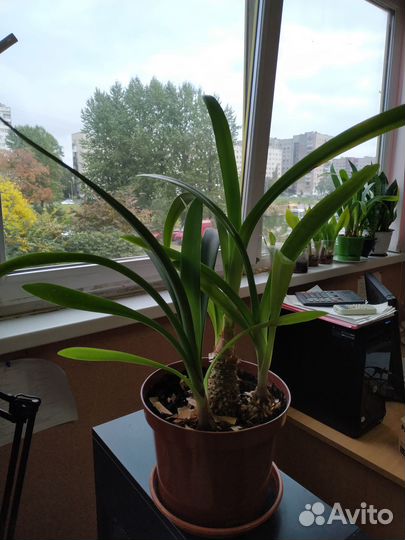 Продам цветы комнатные. Кливия