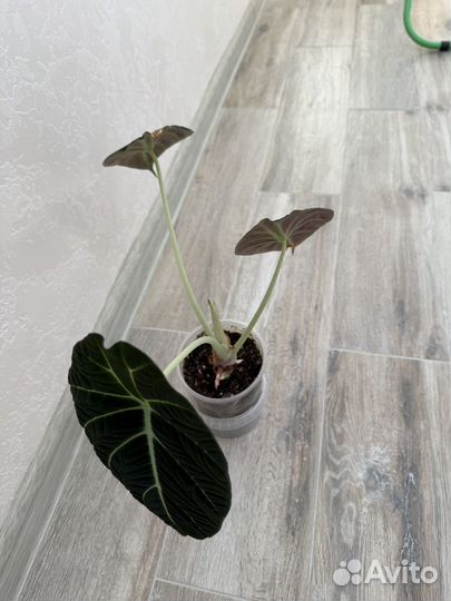 Алоказия блэк вельвет