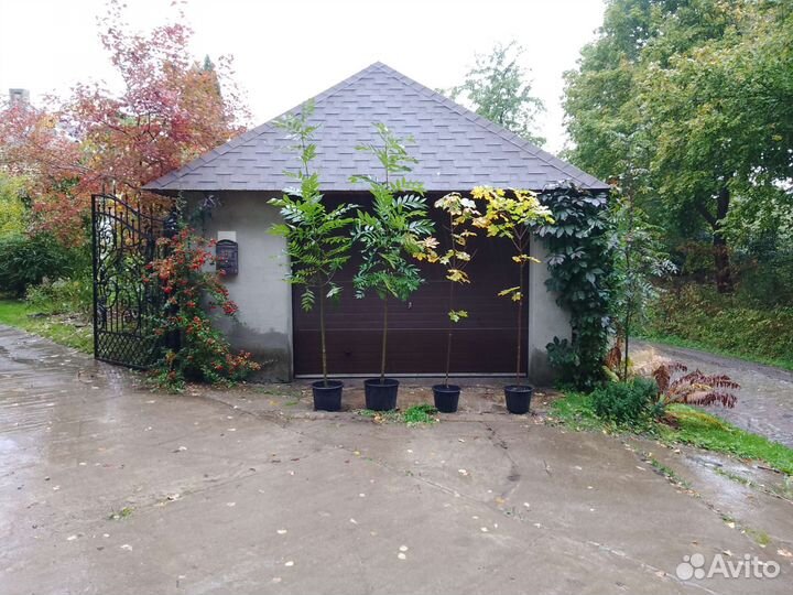 Саженцы деревьев,кустарников, опт