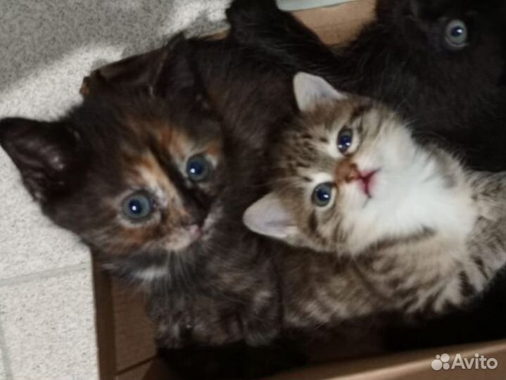 Котята медвежата в дар