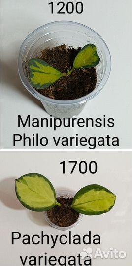 Сортовые хойи
