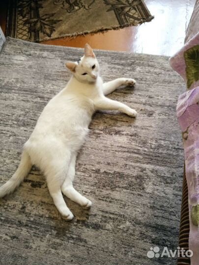 В добрые руки