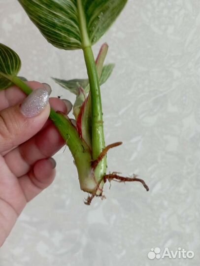 Филодендрон white measure