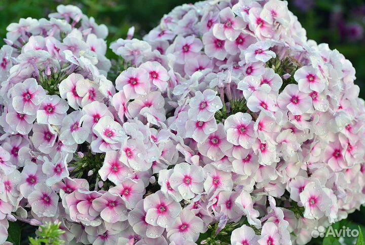 Флокс Европа