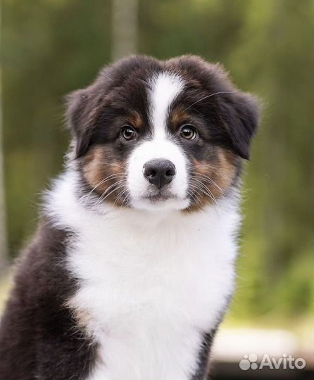 Австралийская овчарка аусси щенки