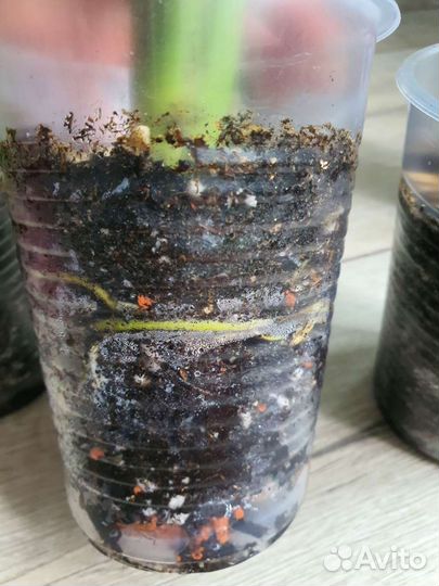 Спатифиллум Свит Себастьян