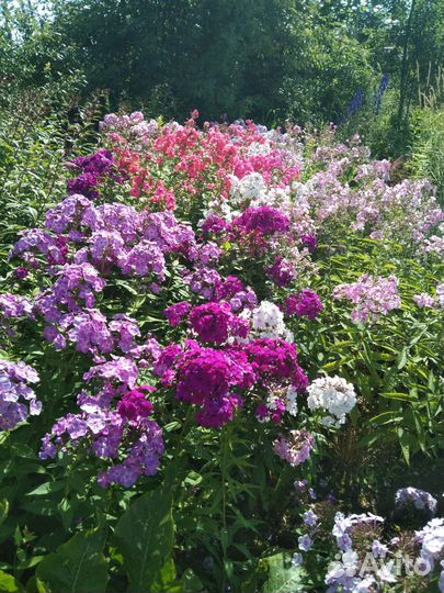 Флоксы разные сорта