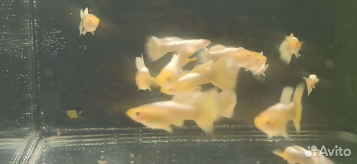 Золотые гуппи