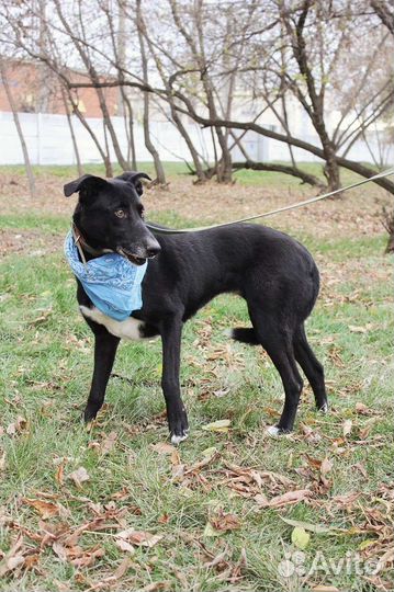 Трусишка Багира ищет дом