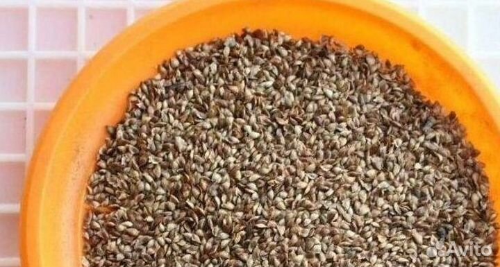 Доставка семян сосны