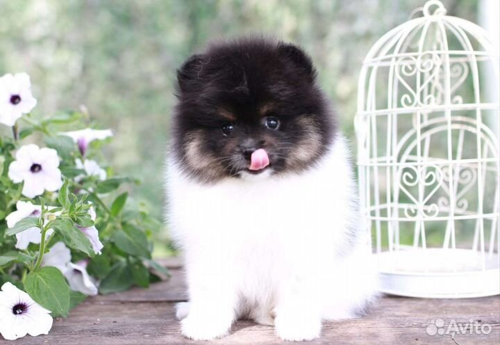 Щенки померанского шпица