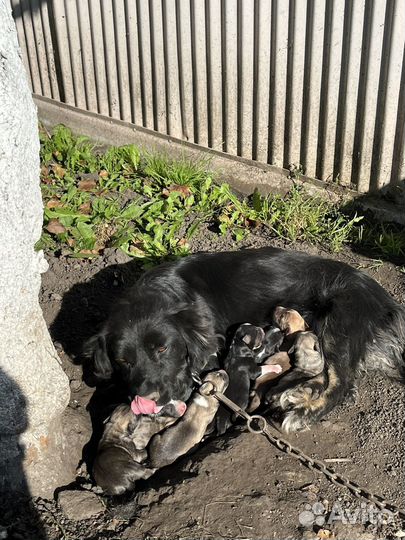 Щенки бесплатно