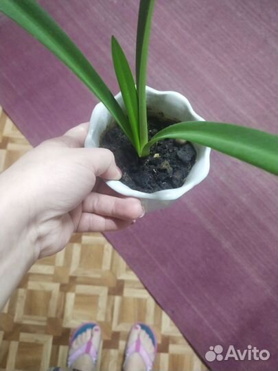 Гиппеаструм