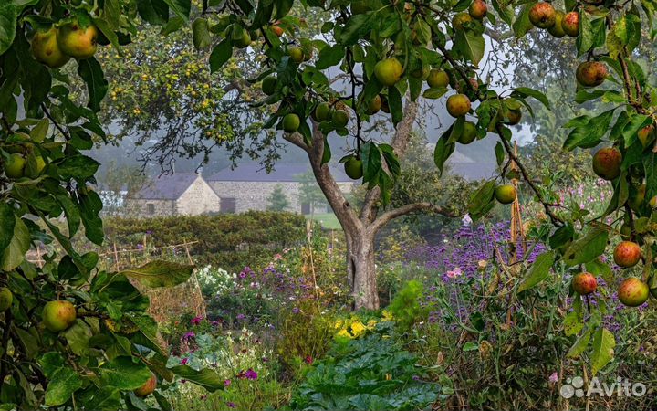 Саженцы плодовых растений