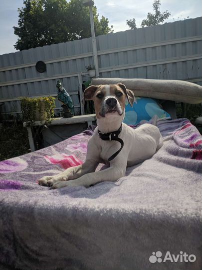 Домашняя передержка