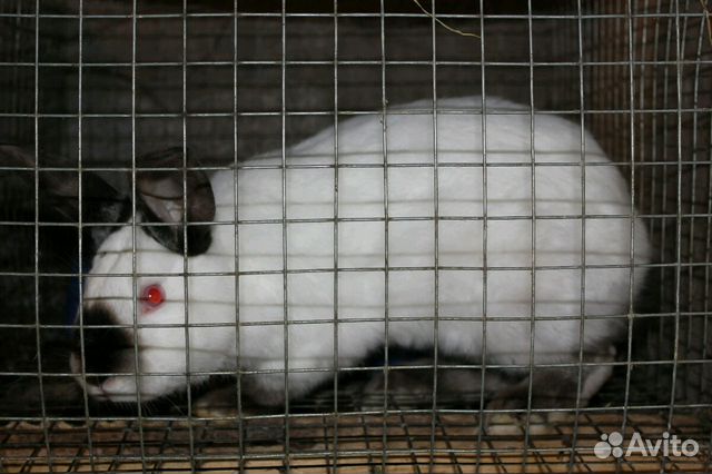 зааненская коза. вислоухая лайка. самара кози. авито животные самара и самарская. дагестанские породистые бычки.