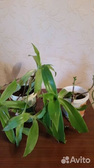 Алоэ, Каланхоэ, Золотой ус