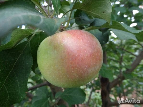 Саженцы яблони Братчуд, Солнышко, Медуница