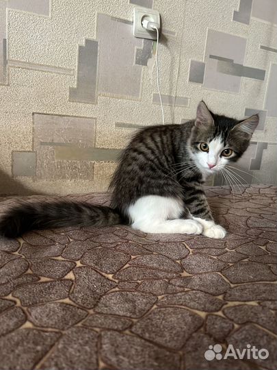 Котенок в добрые руки