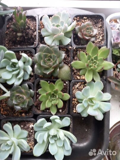 Кактусы и суккуленты