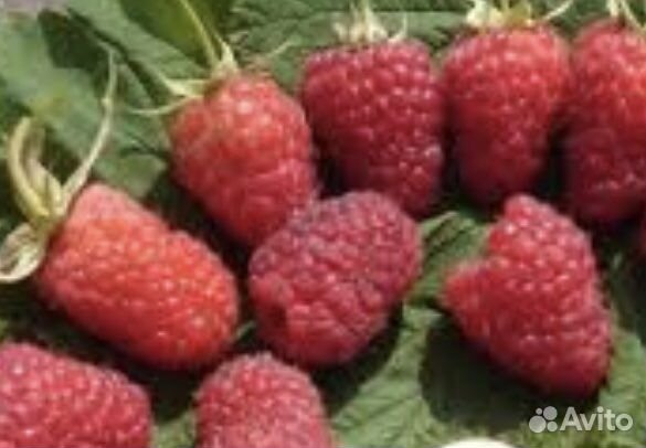 Саженцы малинового дерева Таруса