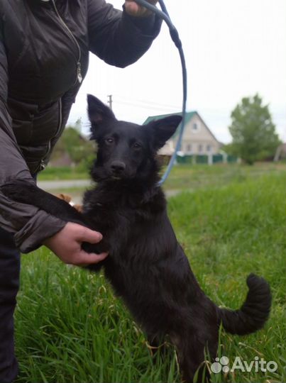 Ищет дом щенок не крупной Собаки Алиса