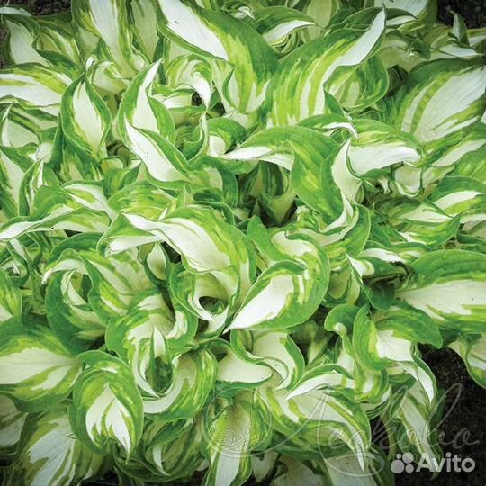 Цветы,кустарники,деревья,хосты клематисы,гортензии