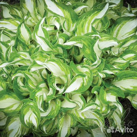 Цветы,кустарники,деревья,хосты клематисы,гортензии