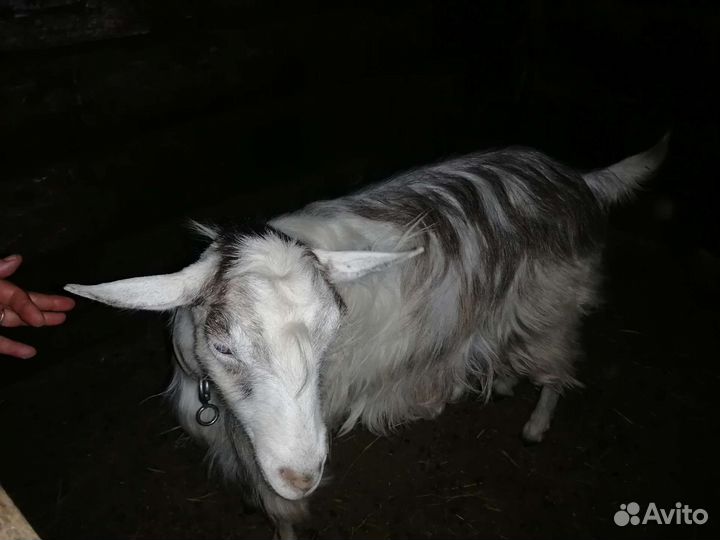 Коза с козленком