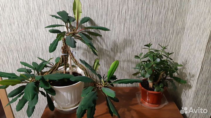 Цветы домашние в горшках