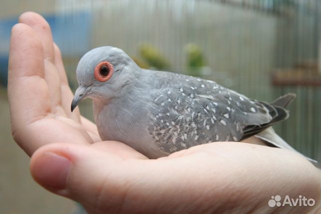 Попугаи для разговора