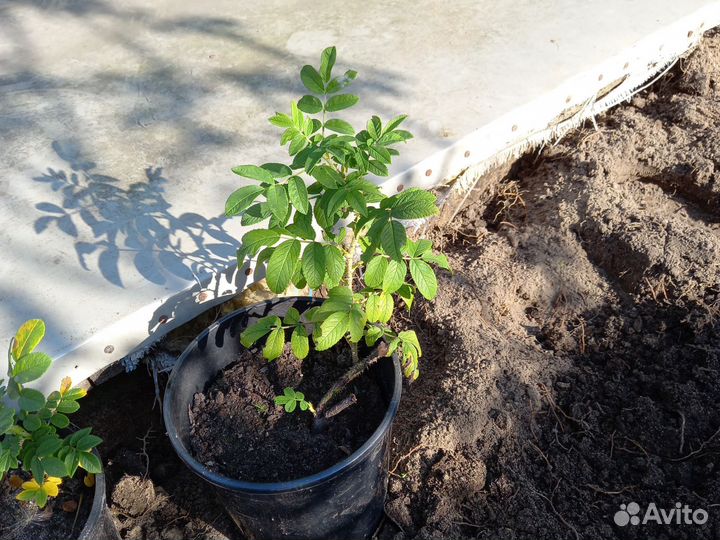 Махровый шиповник или роза рогоза