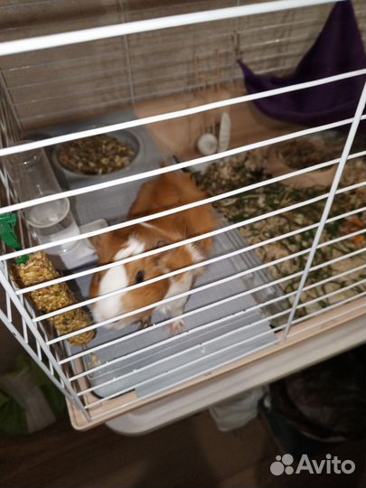 Морская свинка с большой клеткой