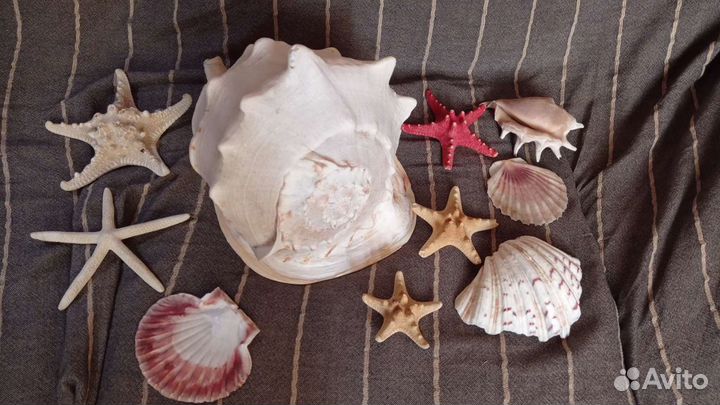 Морские раковины для Аквариума