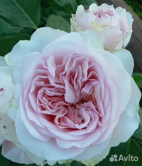 Саженцы роз премиум класса японской селекции