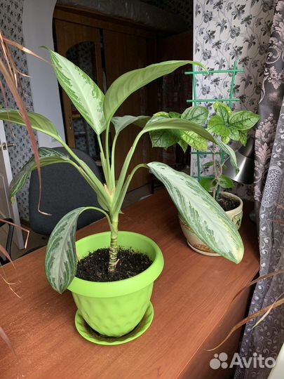 Домашние растения, цветы