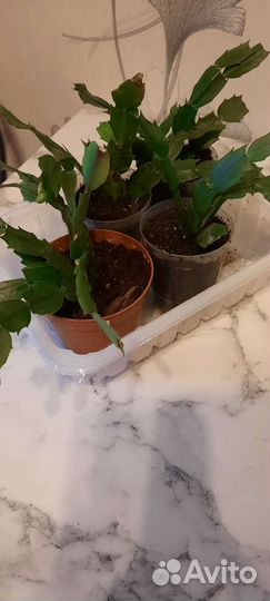 Цветок Декабрист