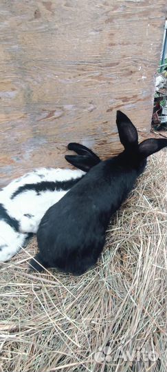 Немецкий пестрый великан