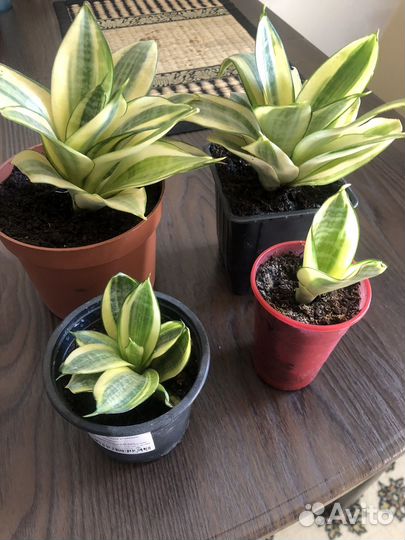 Сансевиерия