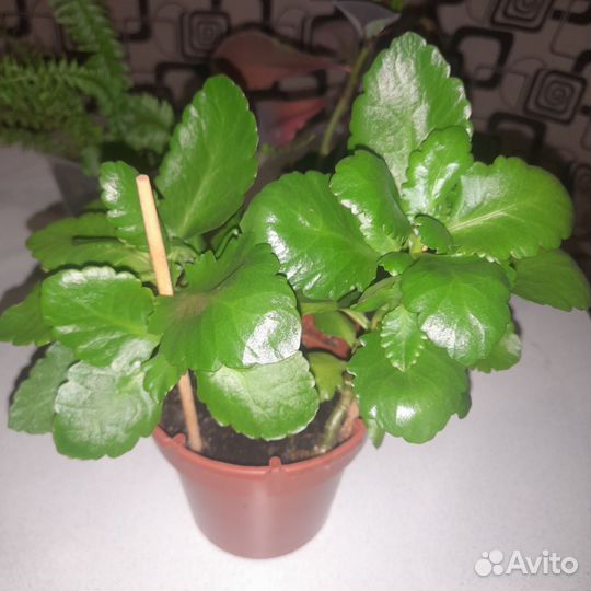 Комнатные растения