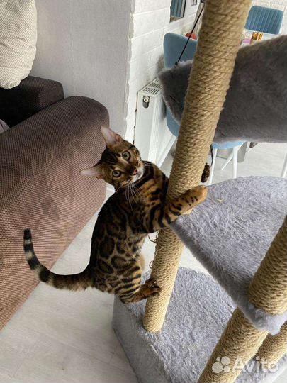 Бенгальский котик