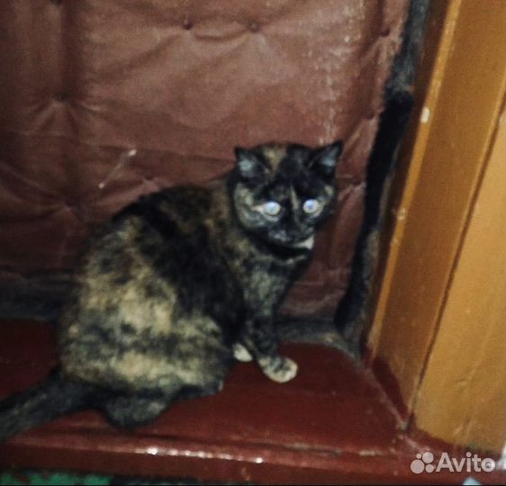 Кошечка в добрые руки