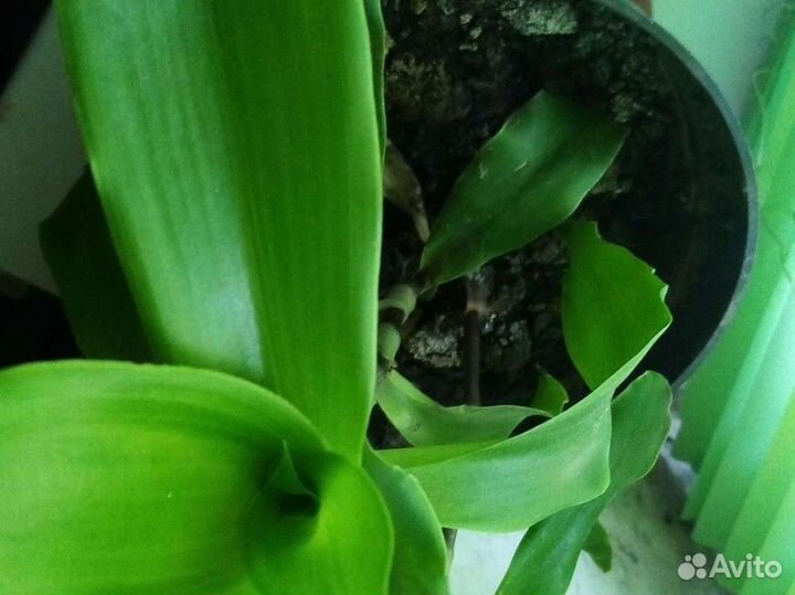 Золотой ус (каллизия душистая)