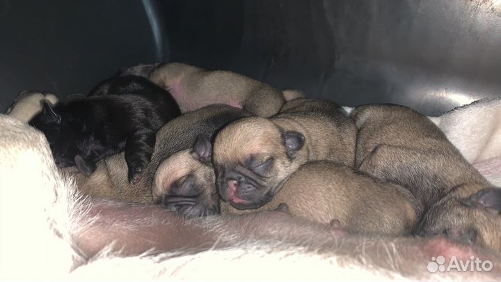 Мопсики щенки