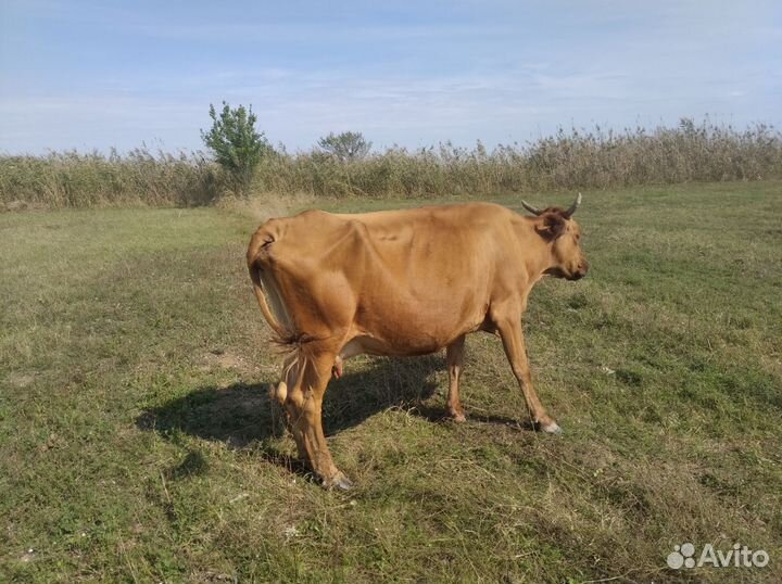 Бычки и коровы