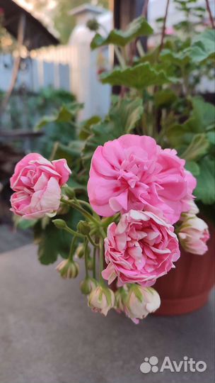 Пеларгония Eva Fly